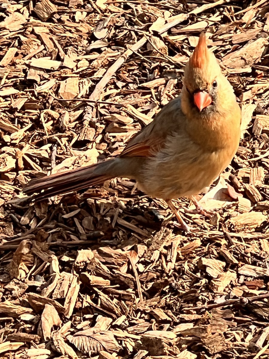 Northern Cardinal - ML632575034