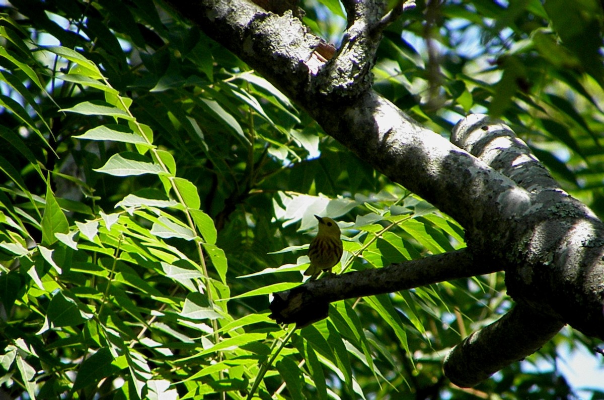Yellow Warbler - ML632575224