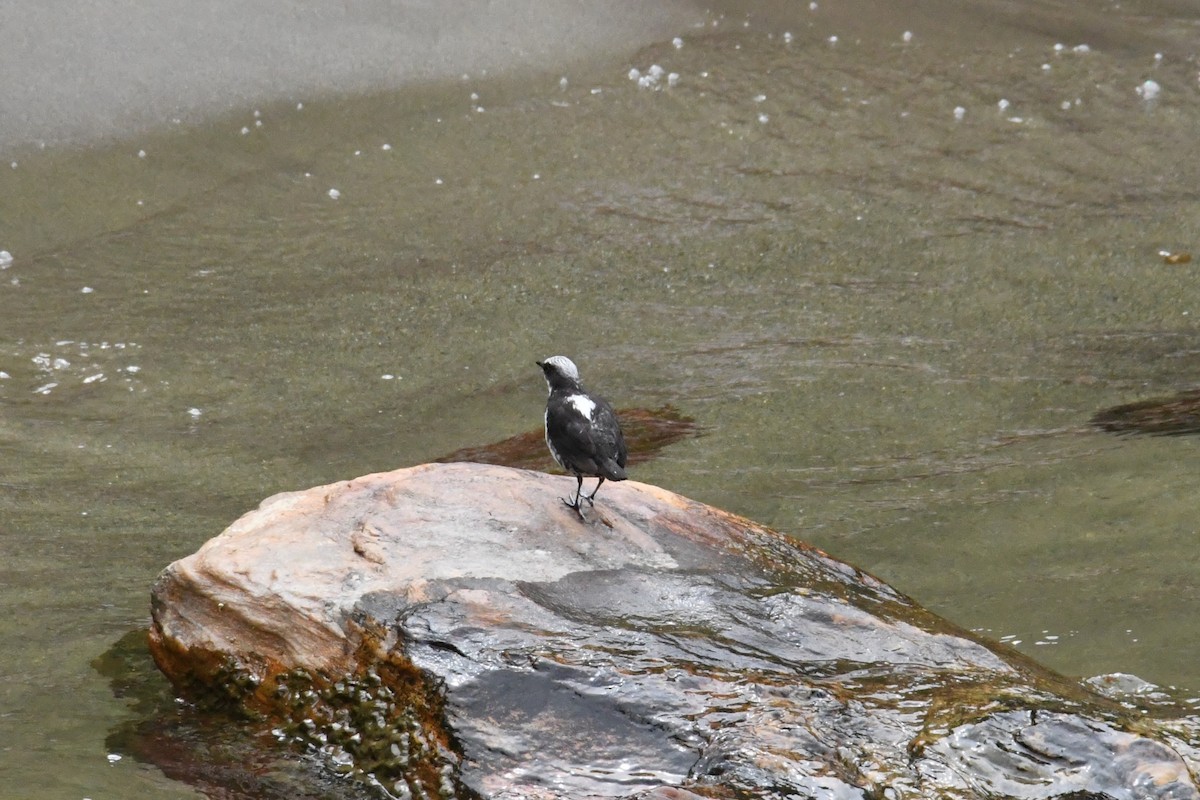 White-capped Dipper (White-bellied) - ML632575237