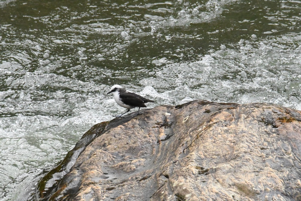 White-capped Dipper (White-bellied) - ML632575238
