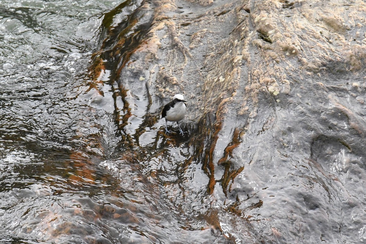 White-capped Dipper (White-bellied) - ML632575240