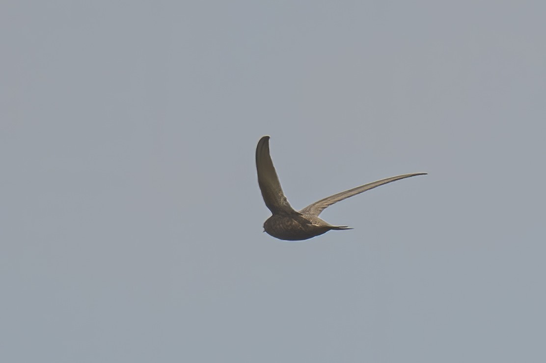 Pallid Swift - ML632575248