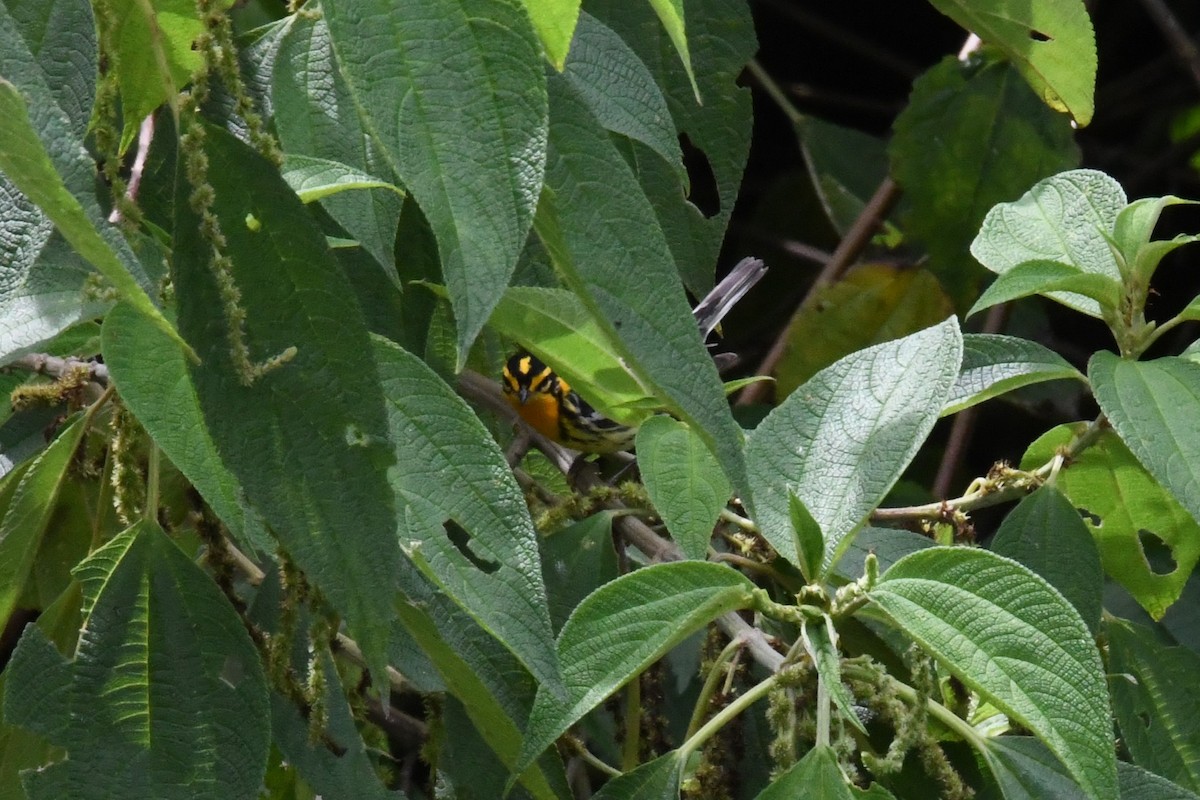 Blackburnian Warbler - ML632575260