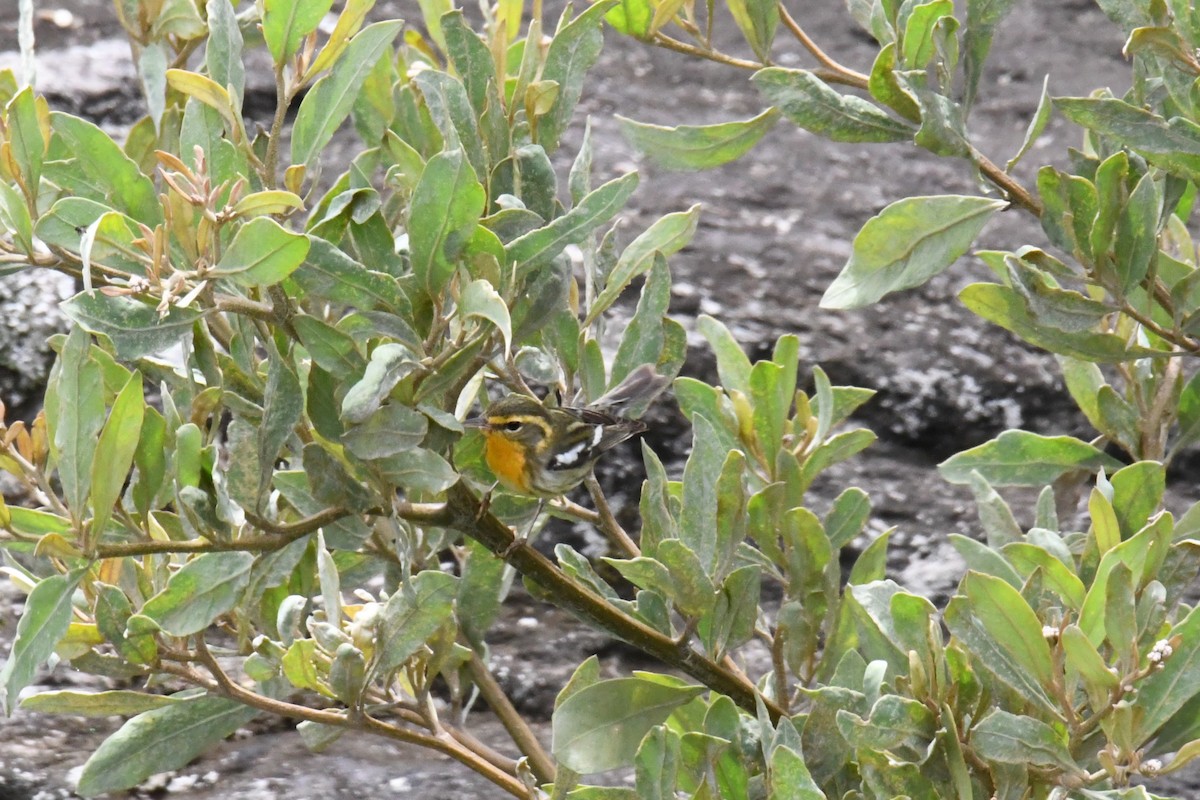 Blackburnian Warbler - ML632575261
