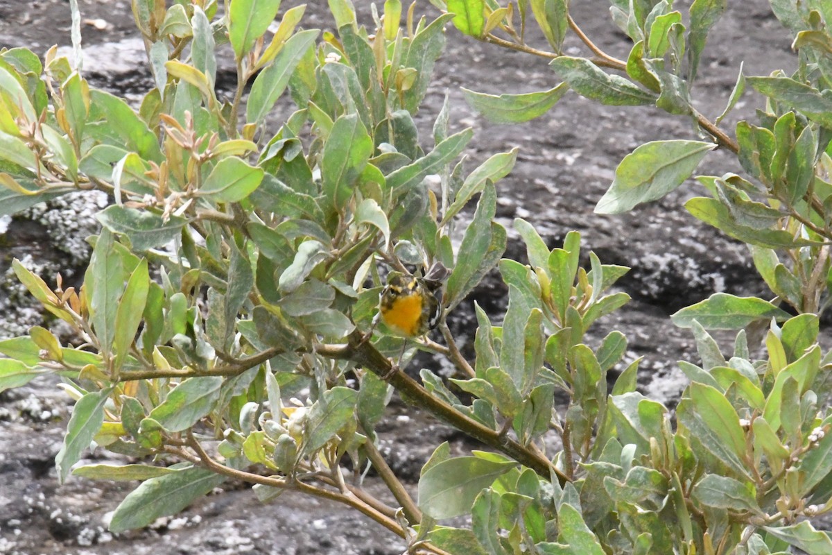 Blackburnian Warbler - ML632575262