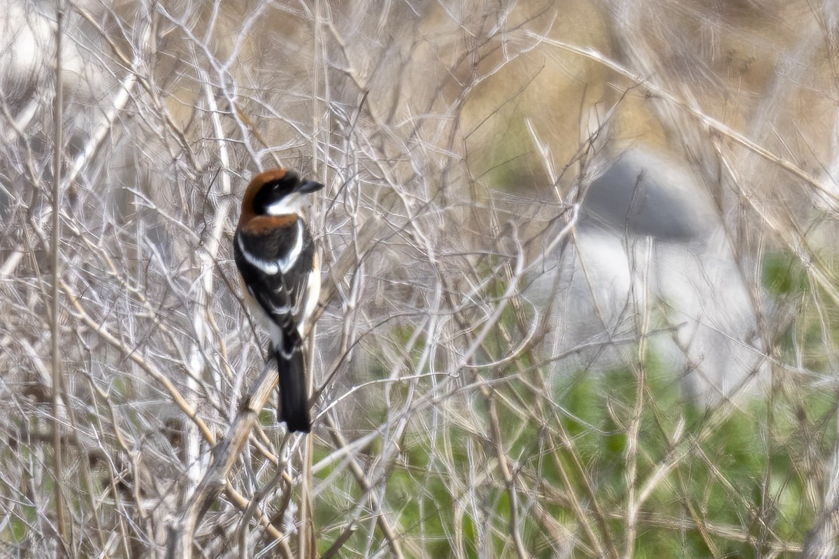 Woodchat Shrike - ML632575263