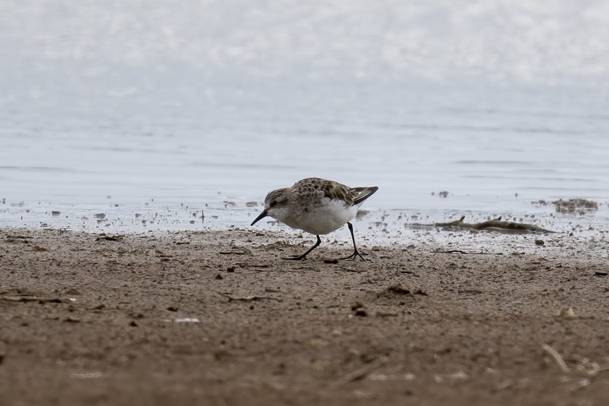 Little Stint - ML632575294