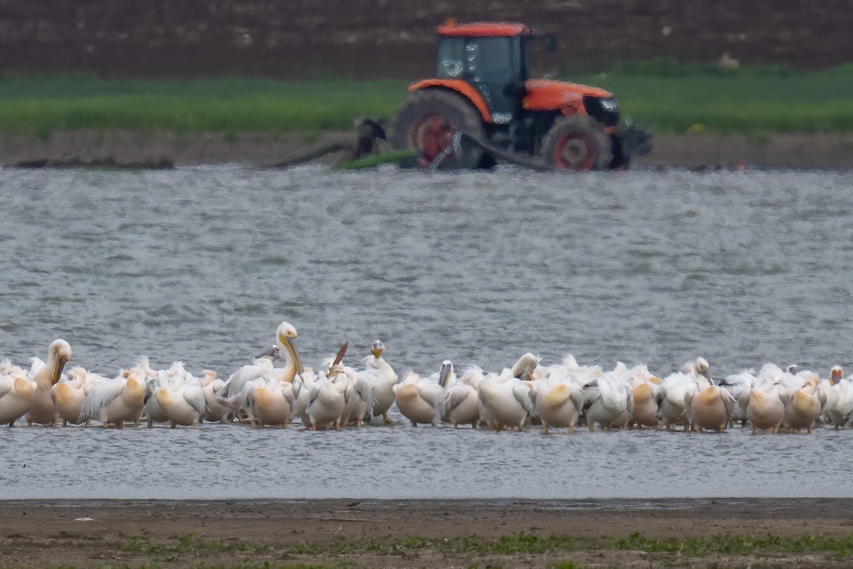 Great White Pelican - ML632575321