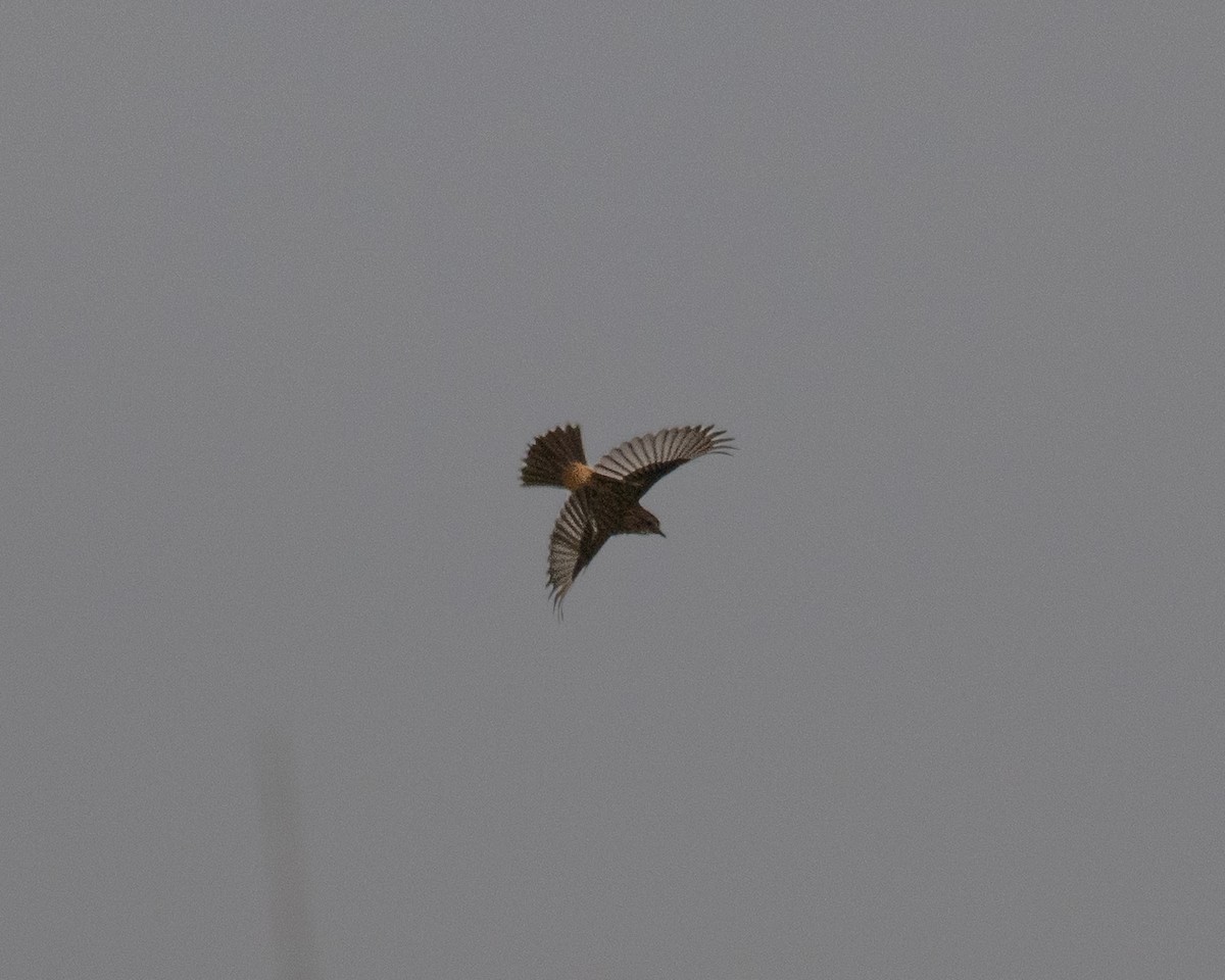 bramborníček východoasijský - ML632575346