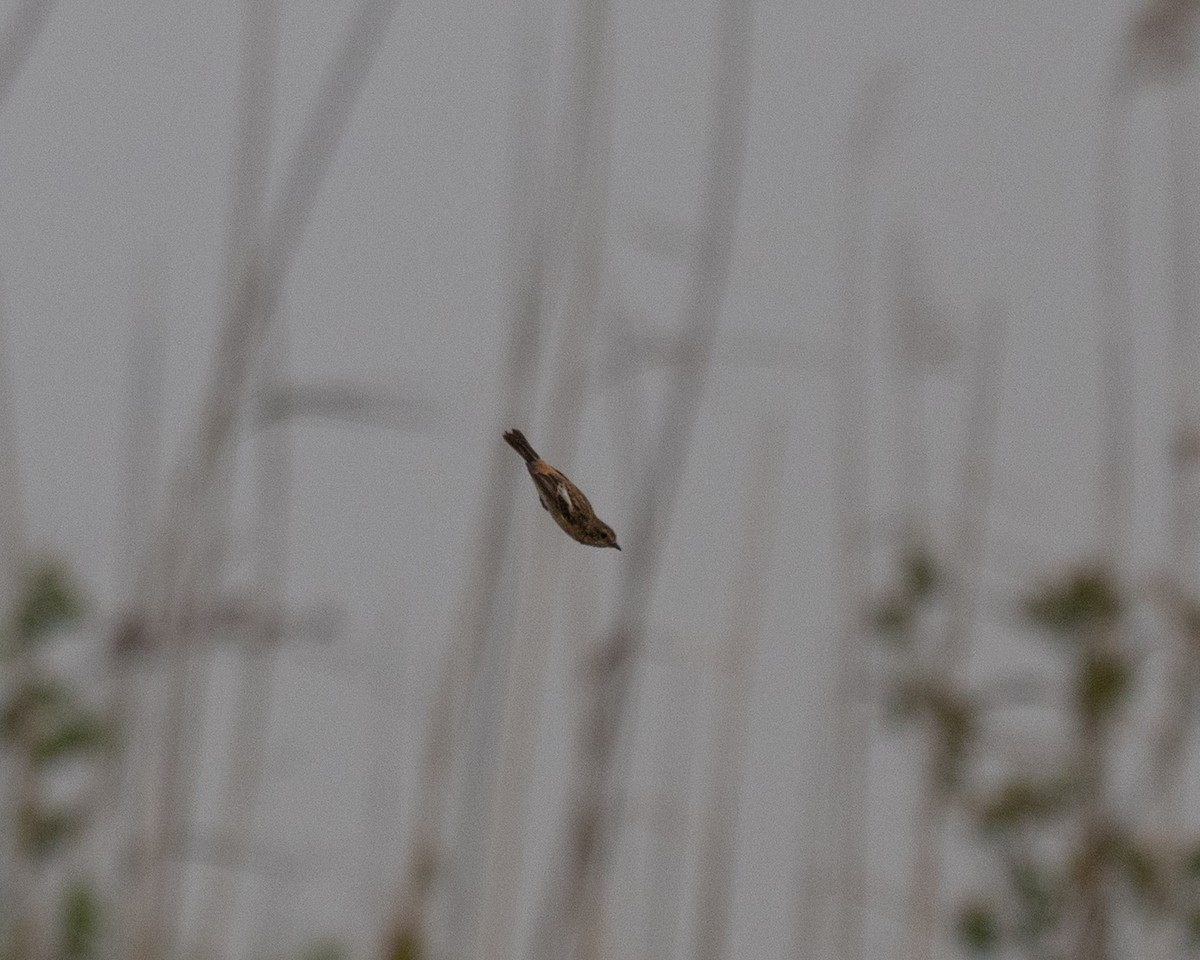 bramborníček východoasijský - ML632575347