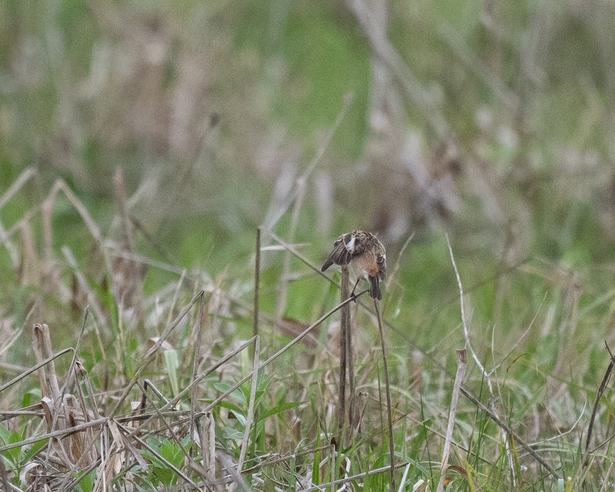 bramborníček východoasijský - ML632575348