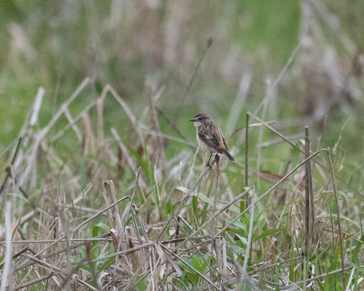 bramborníček východoasijský - ML632575349