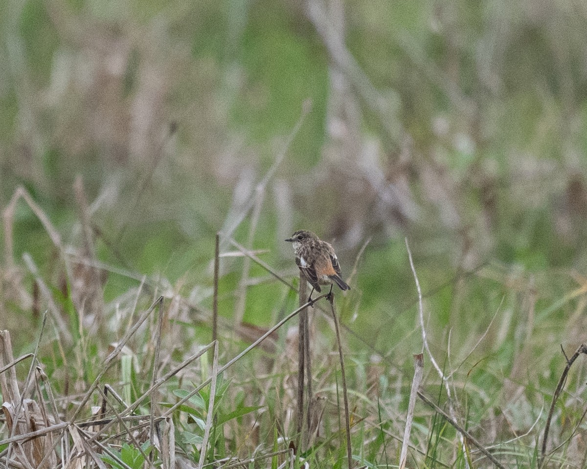 bramborníček východoasijský - ML632575350
