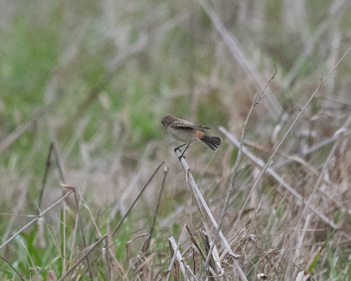 bramborníček východoasijský - ML632575351