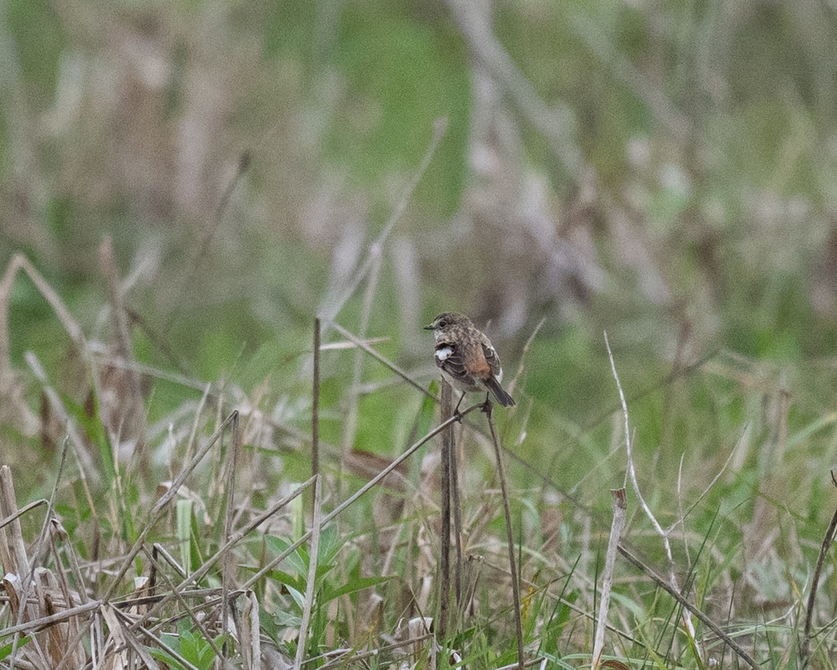 bramborníček východoasijský - ML632575352