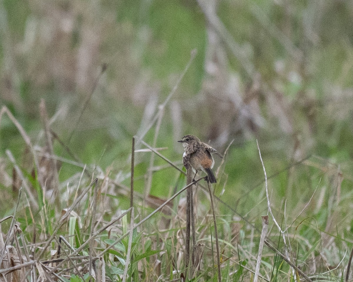 bramborníček východoasijský - ML632575354