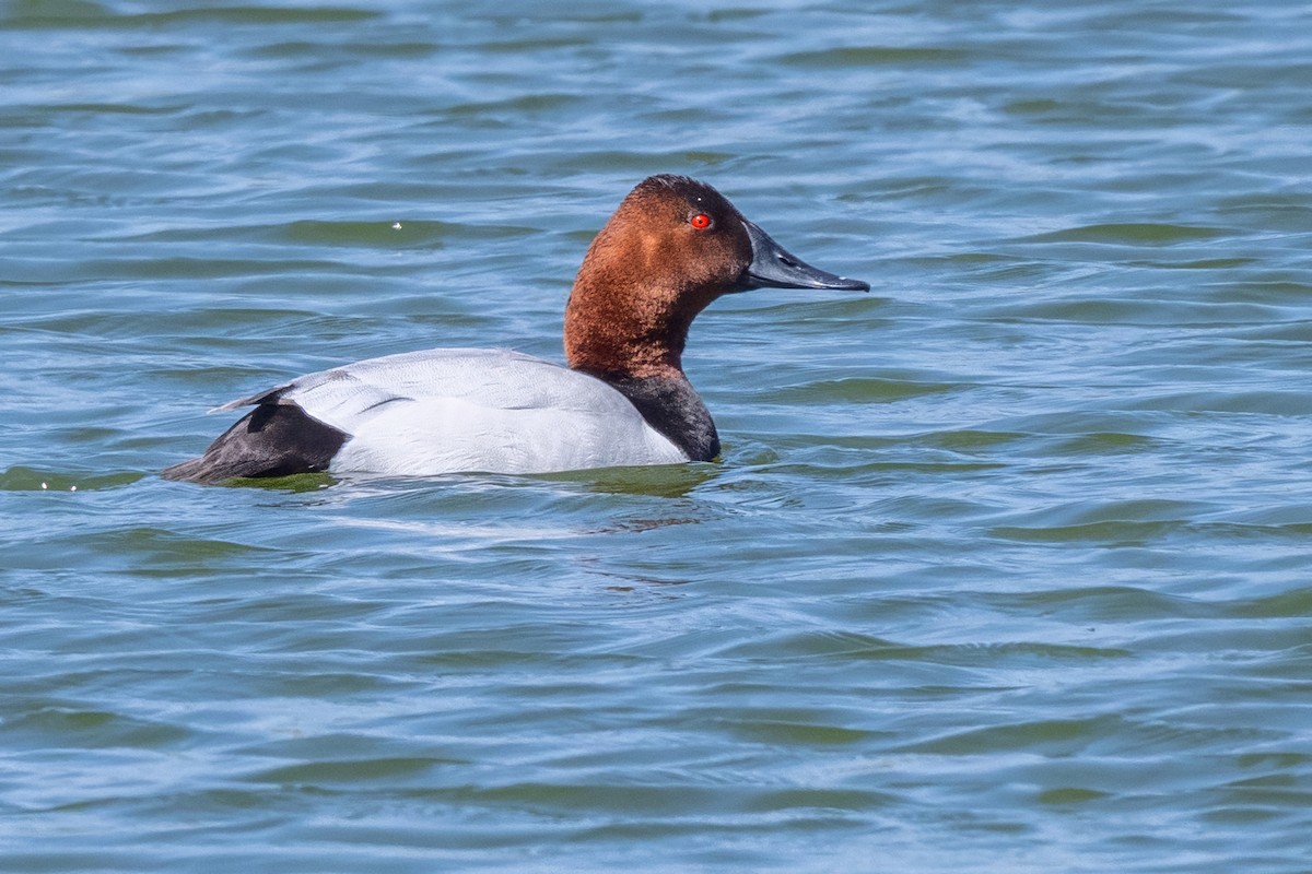 Canvasback - ML632575484