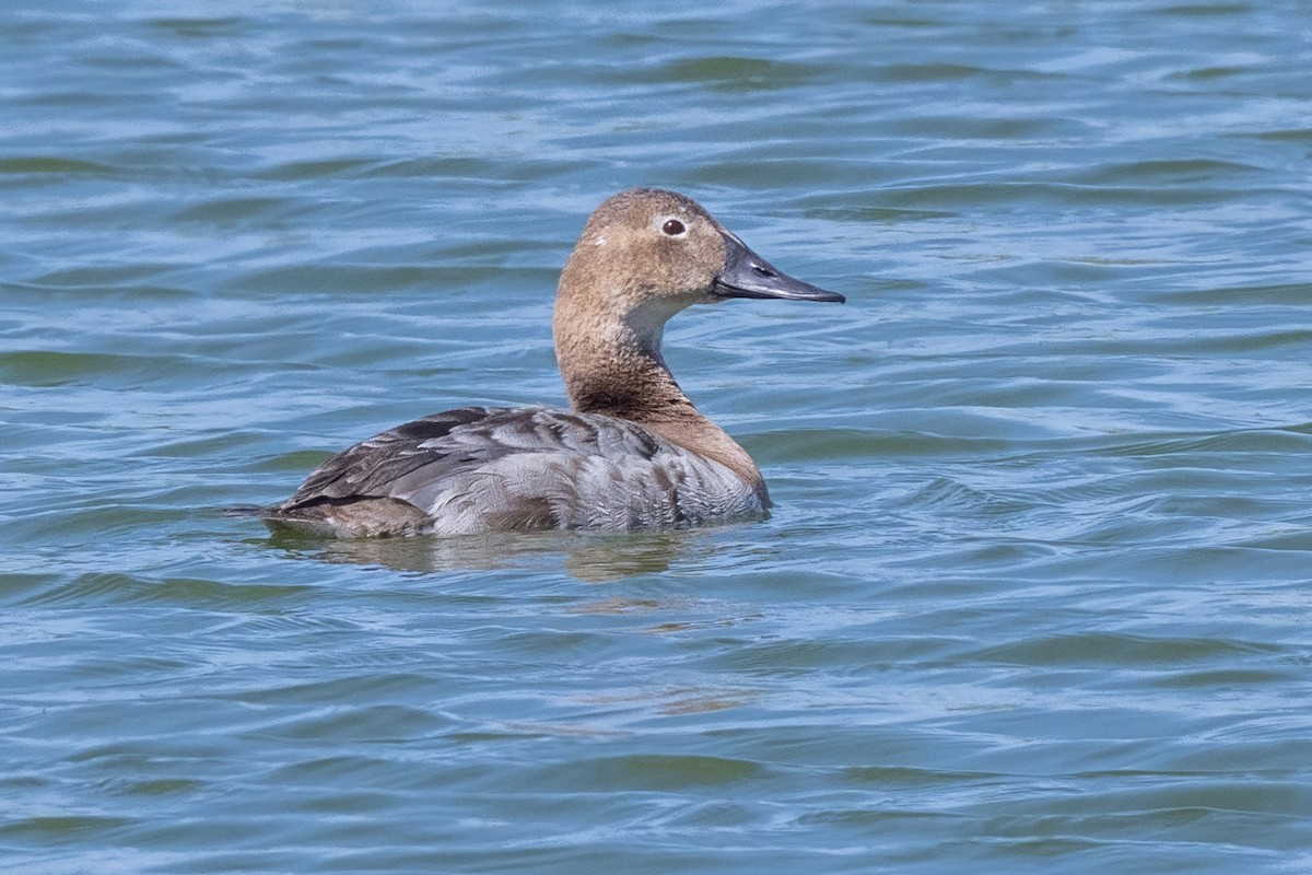 Canvasback - ML632575498
