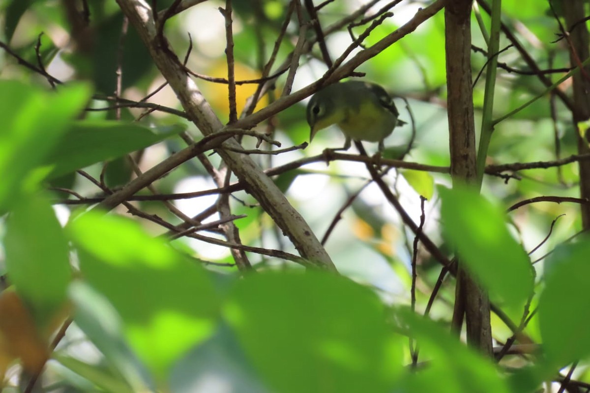 Northern Parula - ML632575521