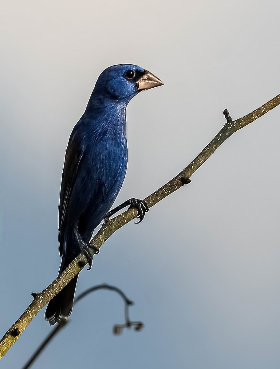Blue Grosbeak - ML632575553