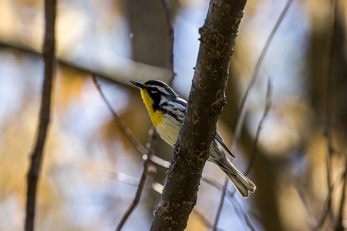 Yellow-throated Warbler - ML632575604