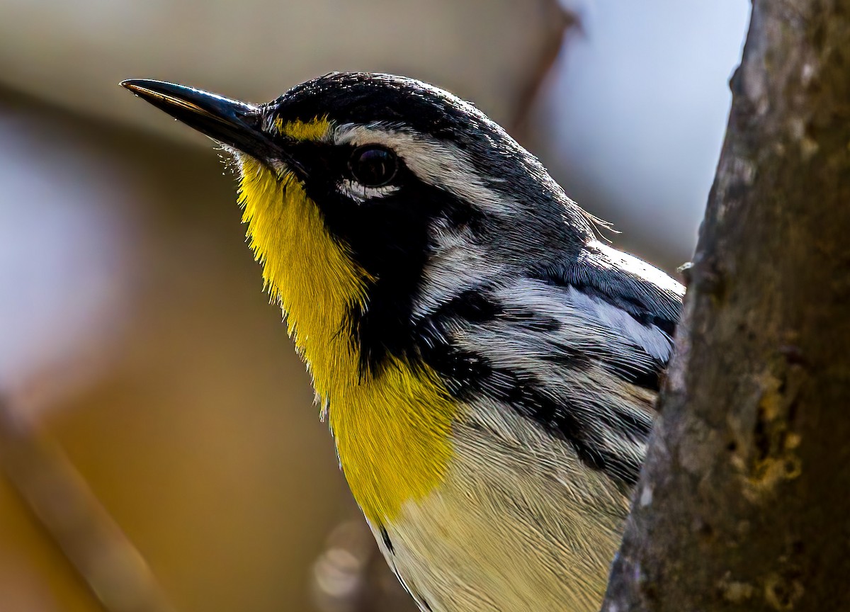 Yellow-throated Warbler - ML632575606