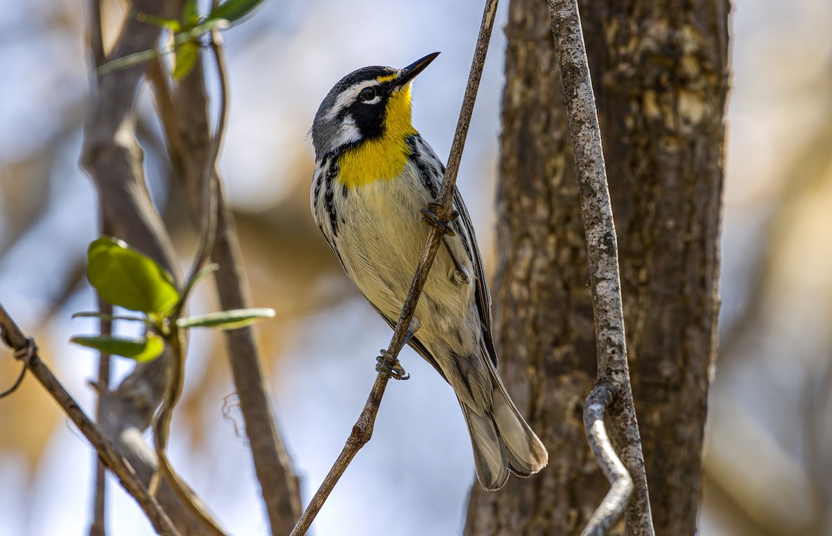 Yellow-throated Warbler - ML632575607