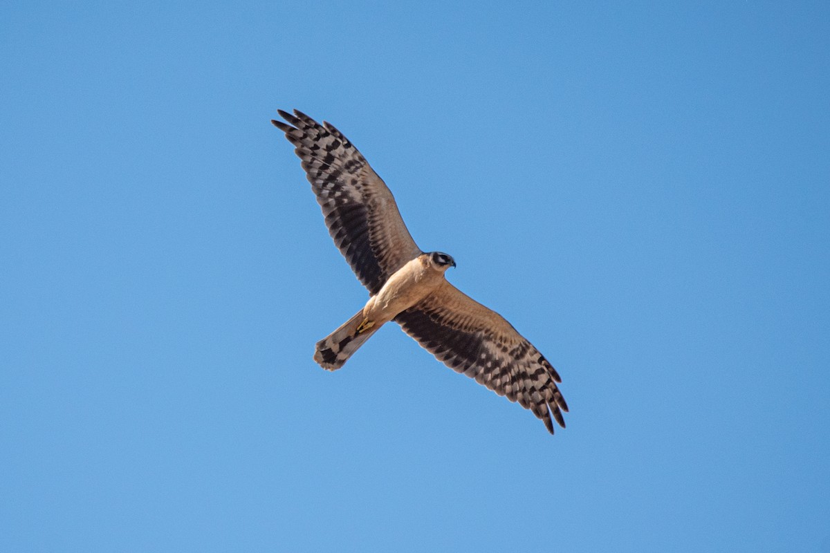 Pallid Harrier - ML632575711