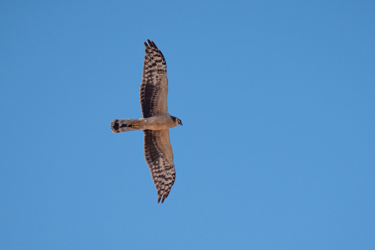 Pallid Harrier - ML632575712