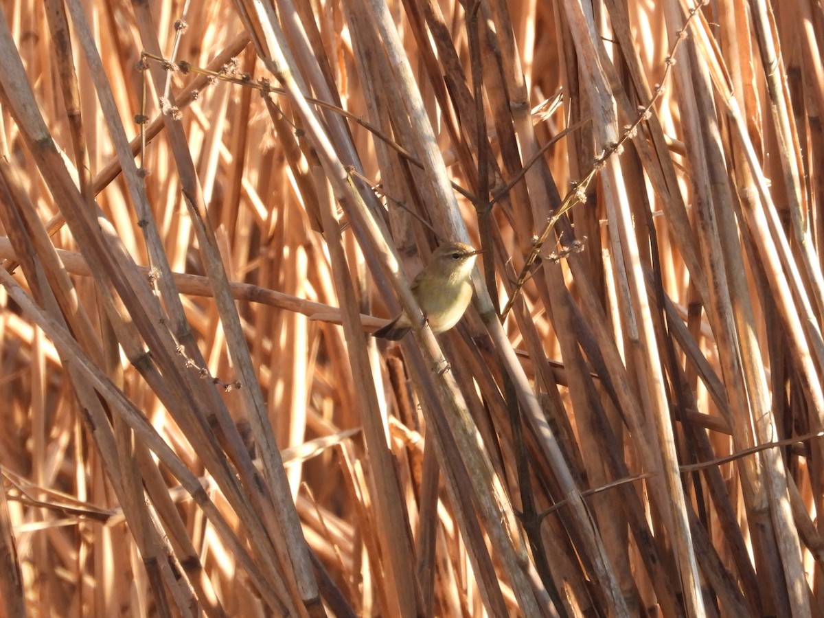Mosquitero Común - ML632575823