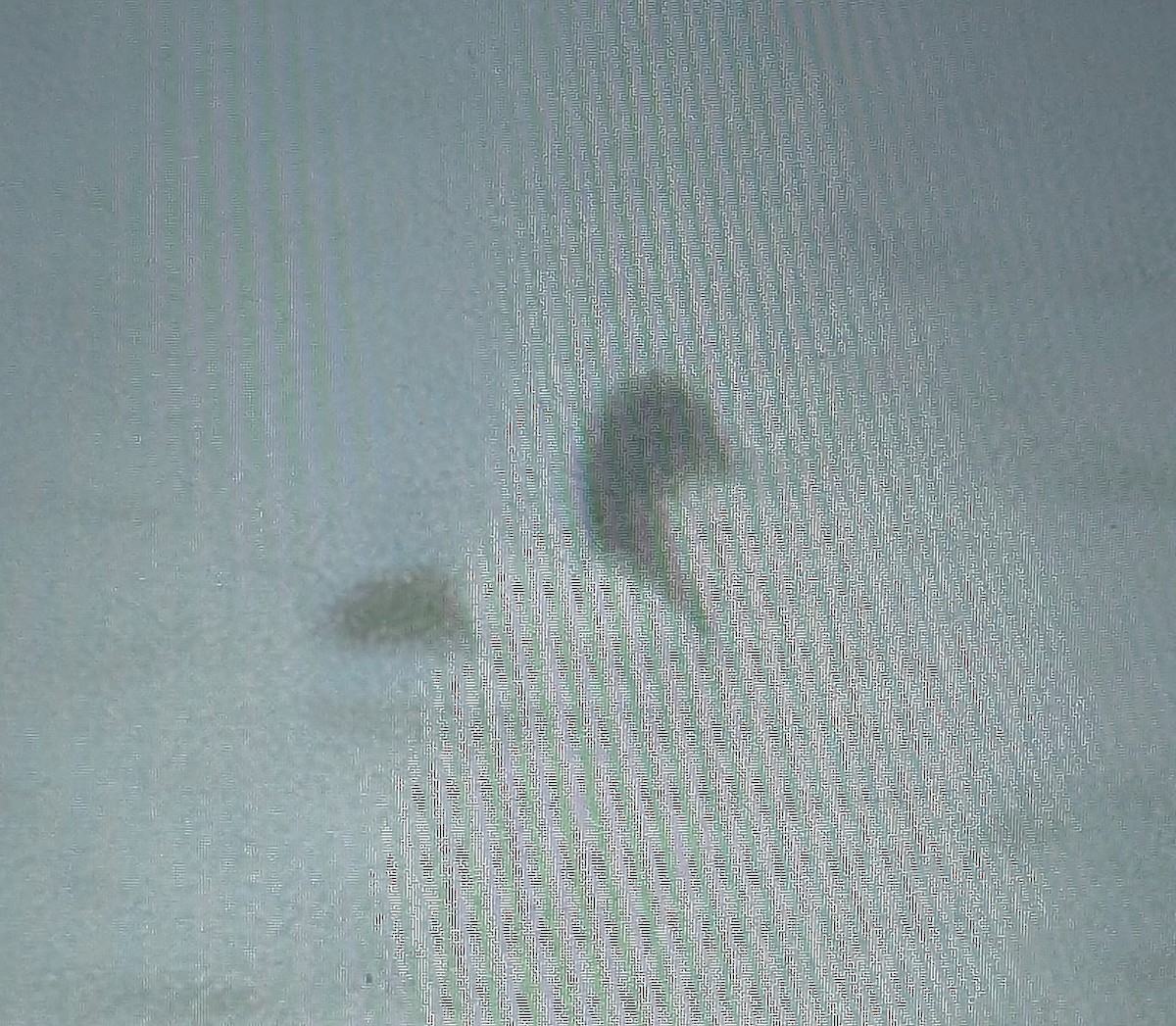 Canvasback - ML632575875