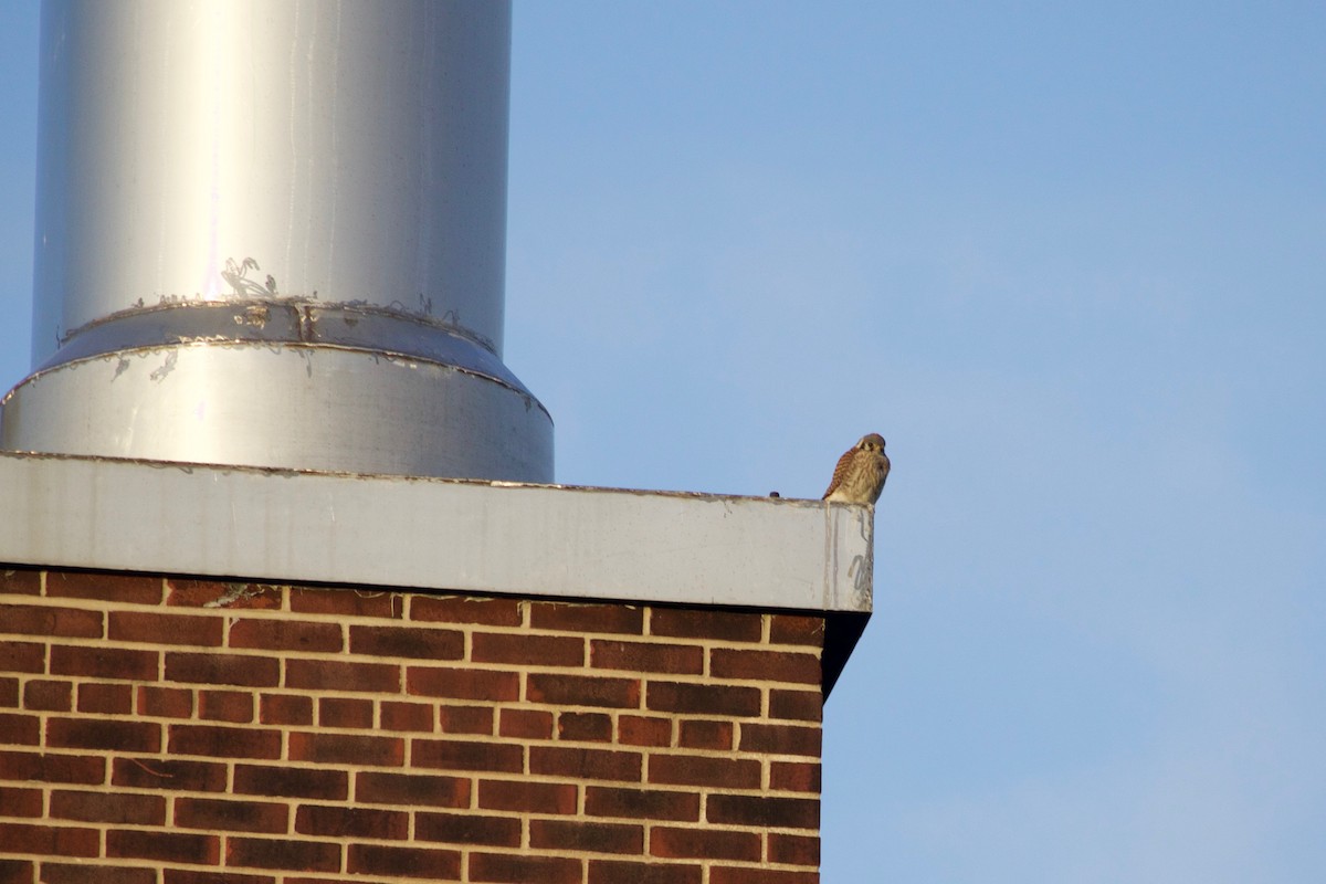 American Kestrel - ML632575877
