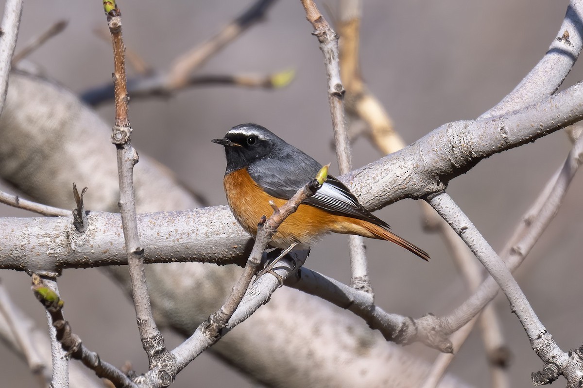 Common Redstart - Göktuğ  Güzelbey