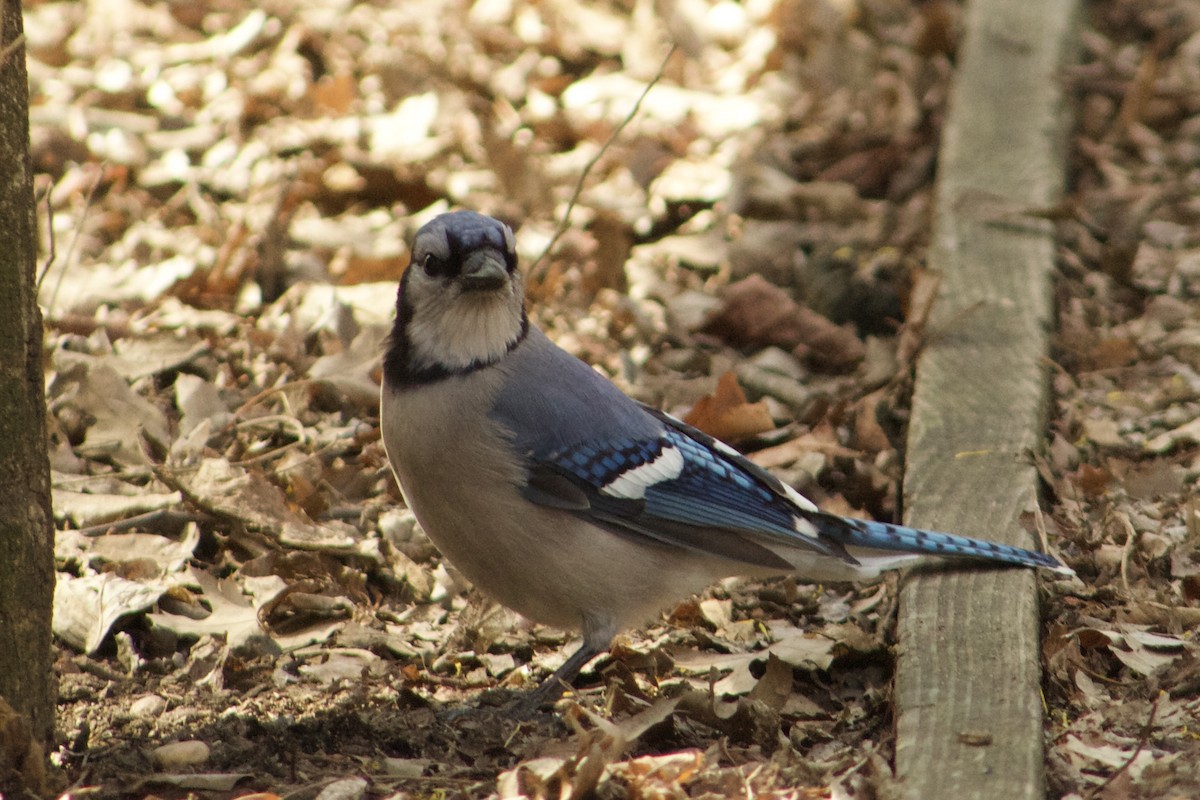 Blue Jay - ML632575921