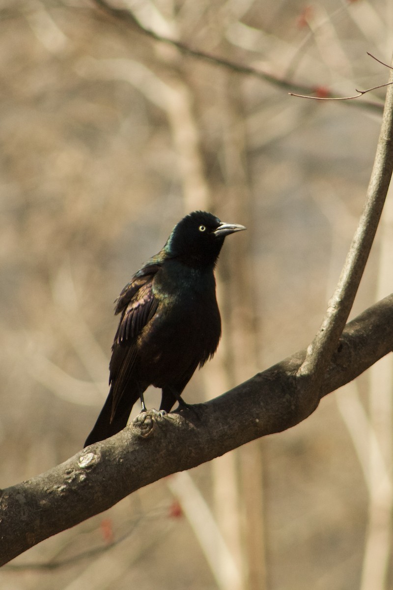Common Grackle - ML632575946