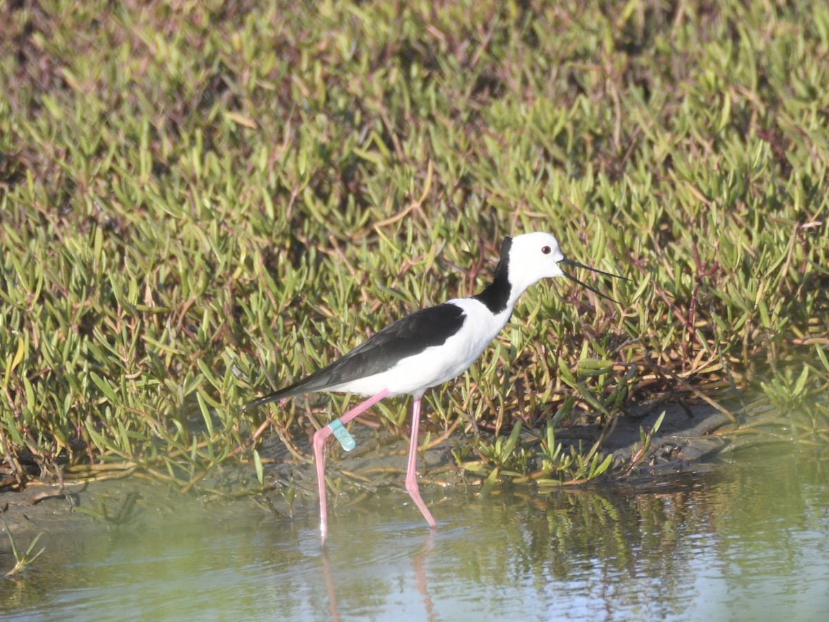 Pied Stilt - ML632575968