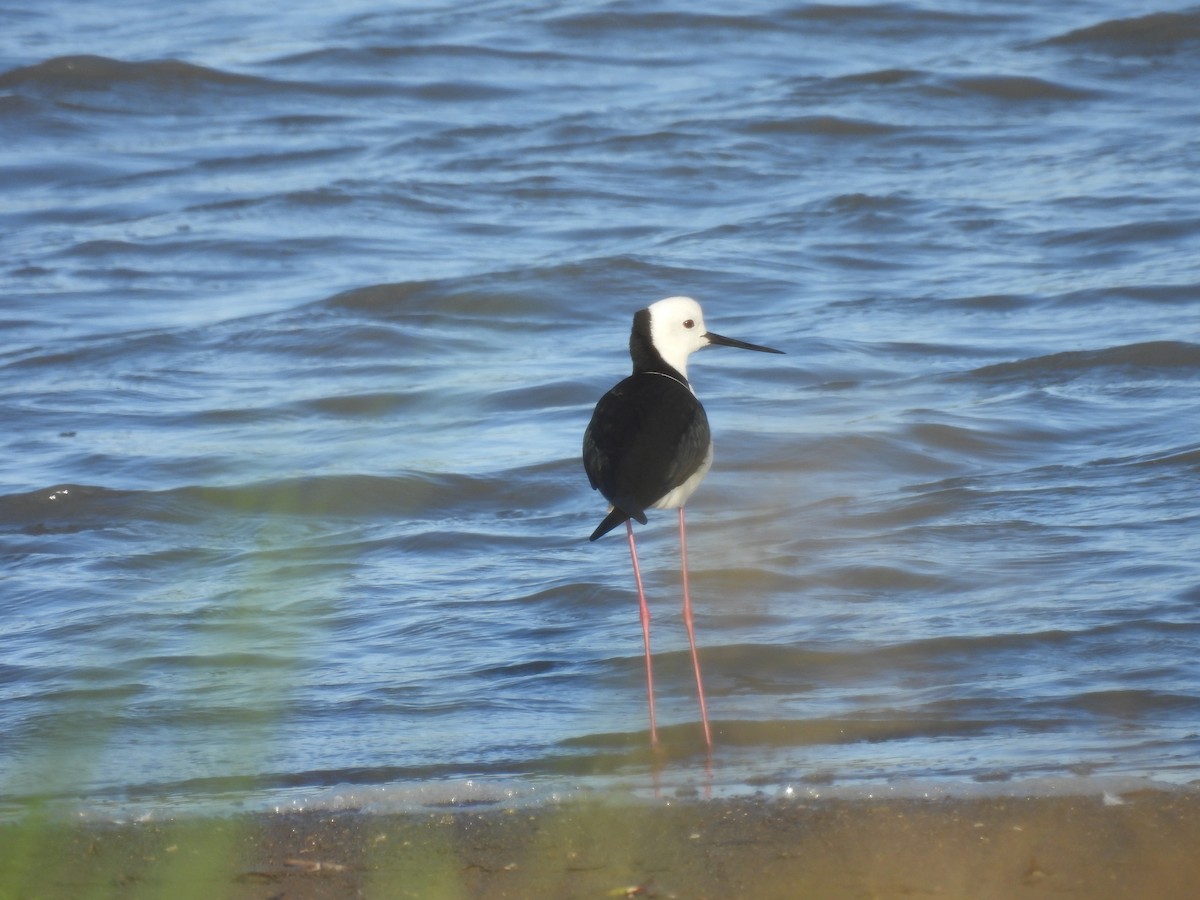 Pied Stilt - ML632575972