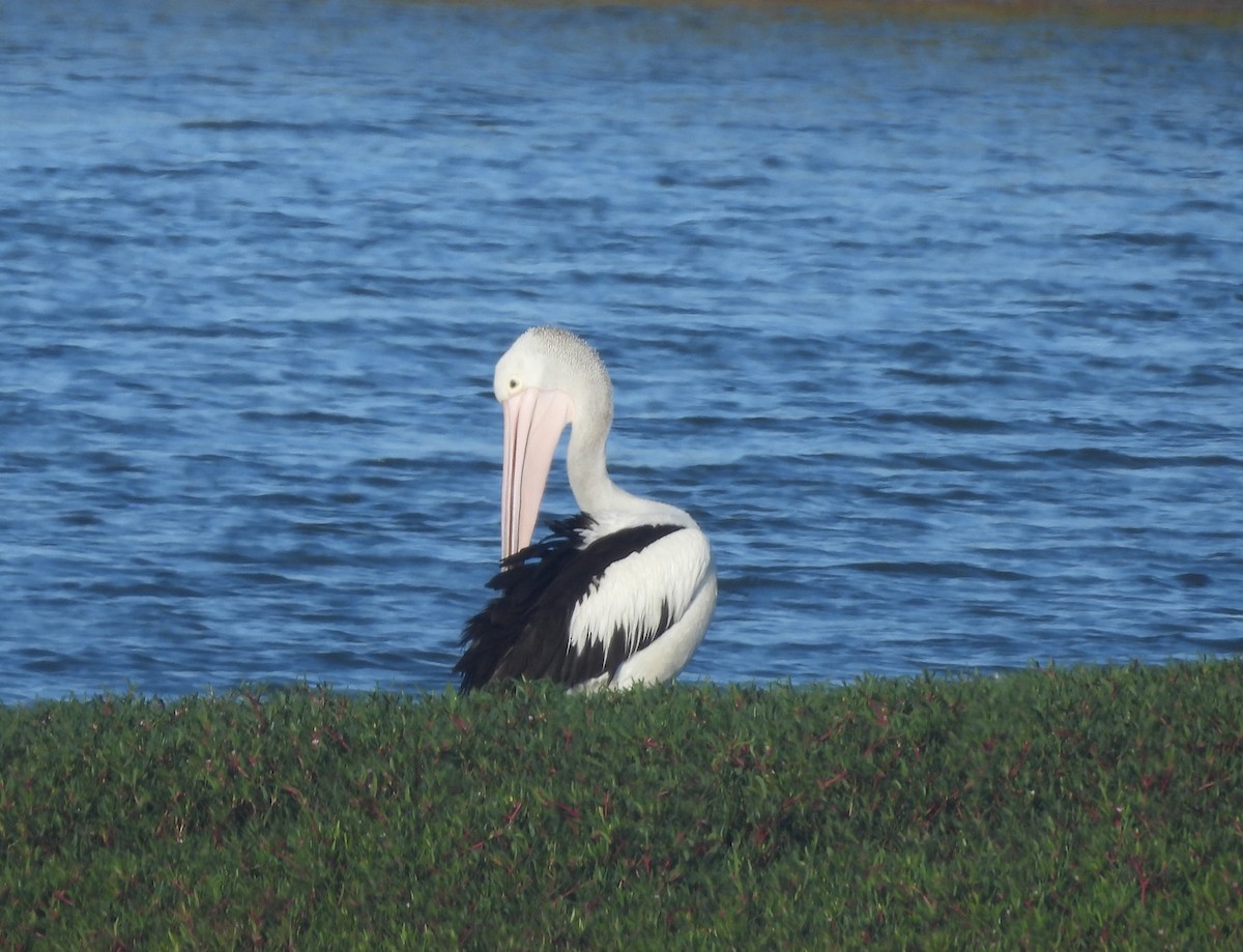 Australian Pelican - ML632575997