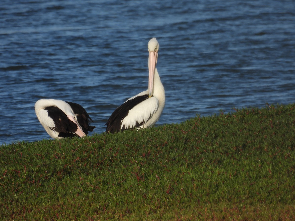 Australian Pelican - ML632575998