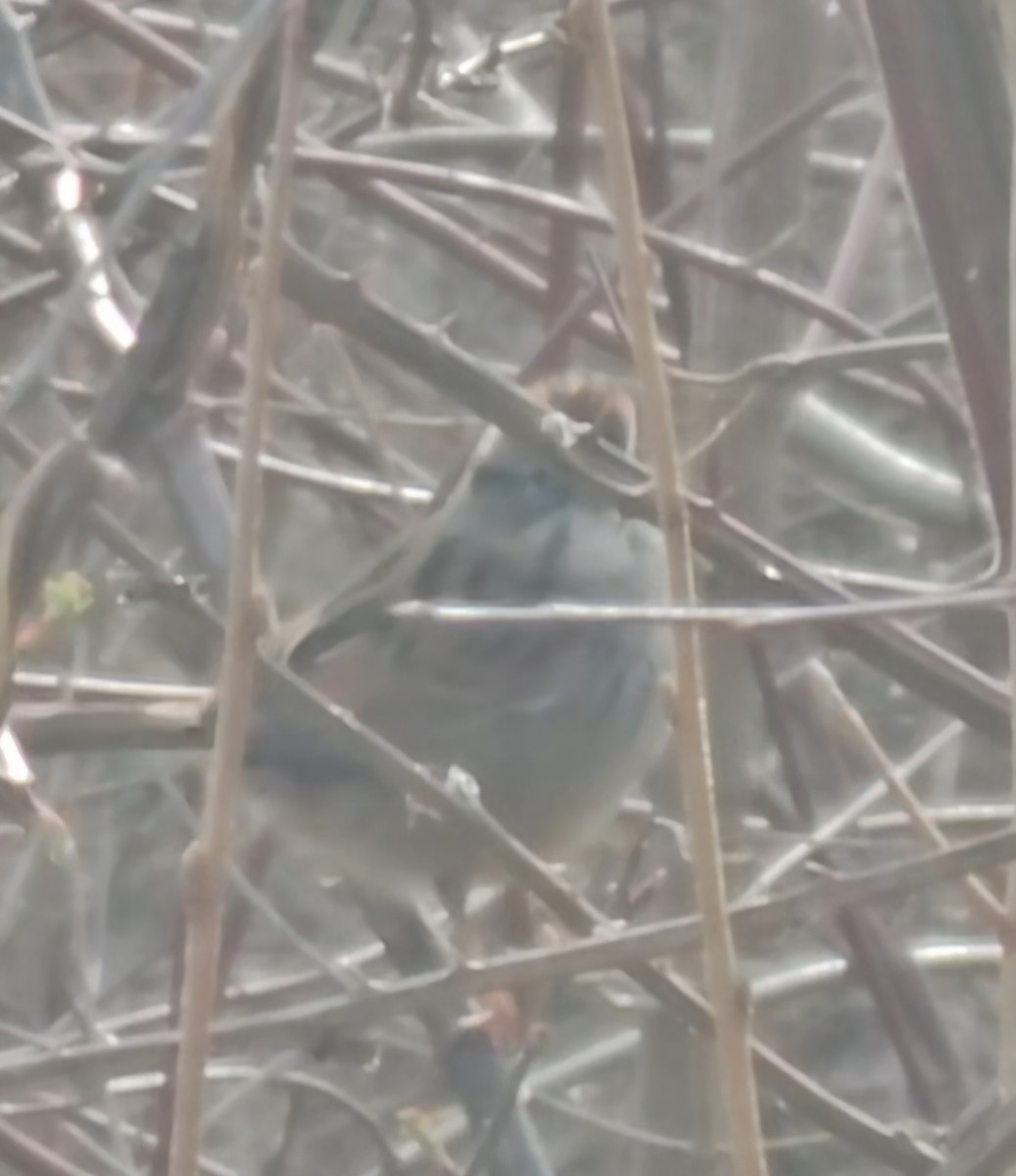 Swamp Sparrow - ML632576040