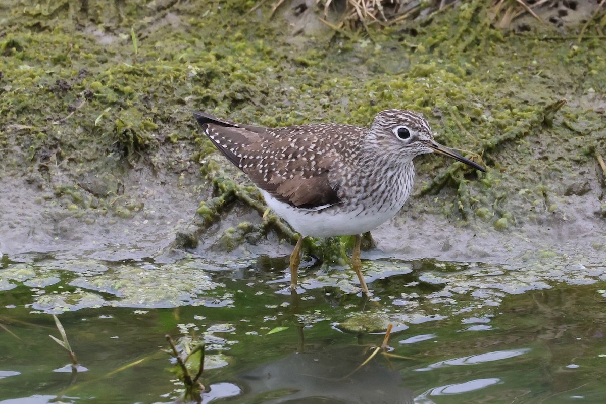 Solitary Sandpiper - ML632576105