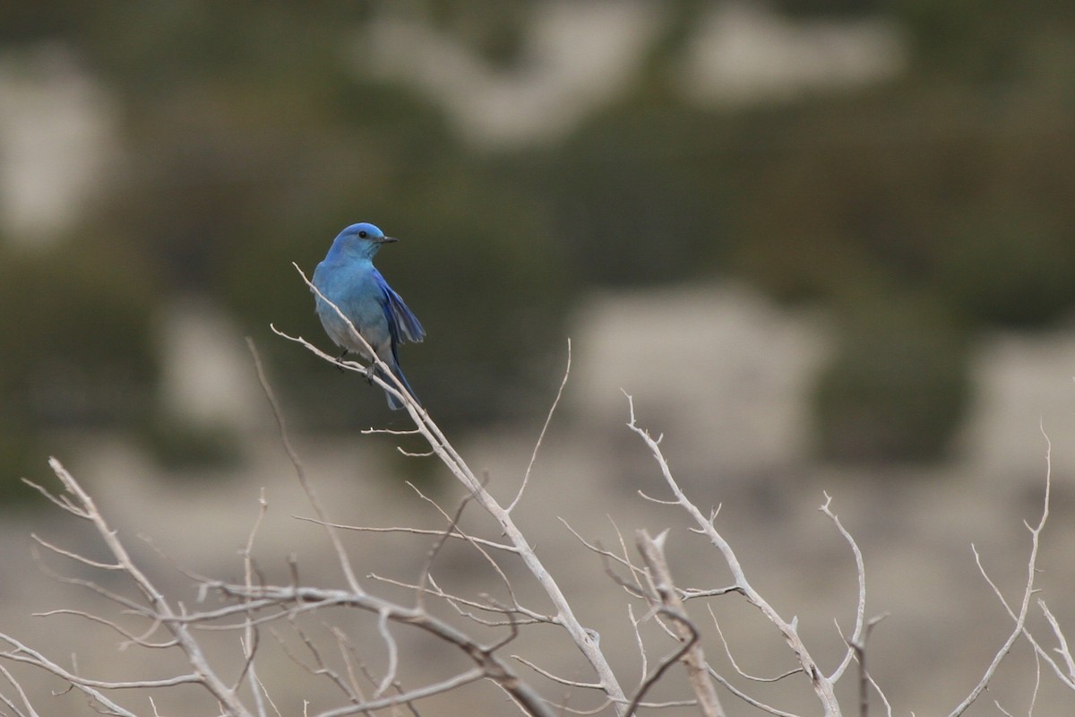 Mountain Bluebird - ML632576196