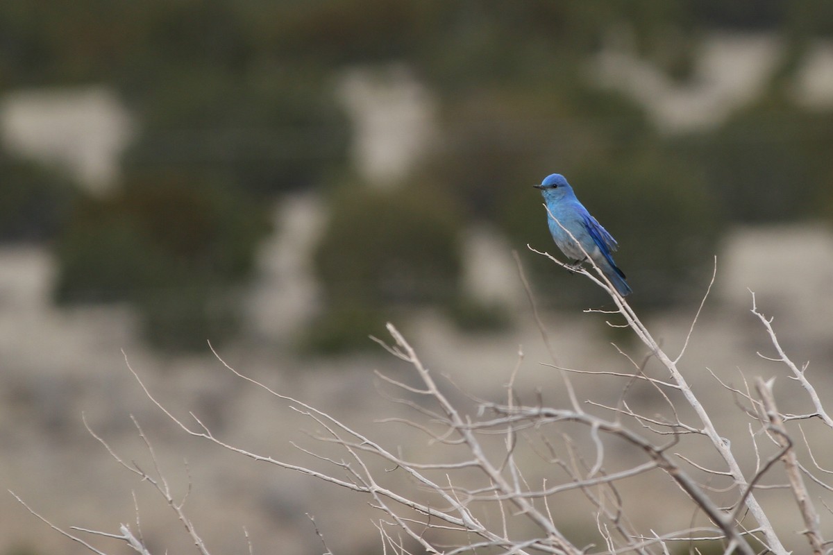 Mountain Bluebird - ML632576198