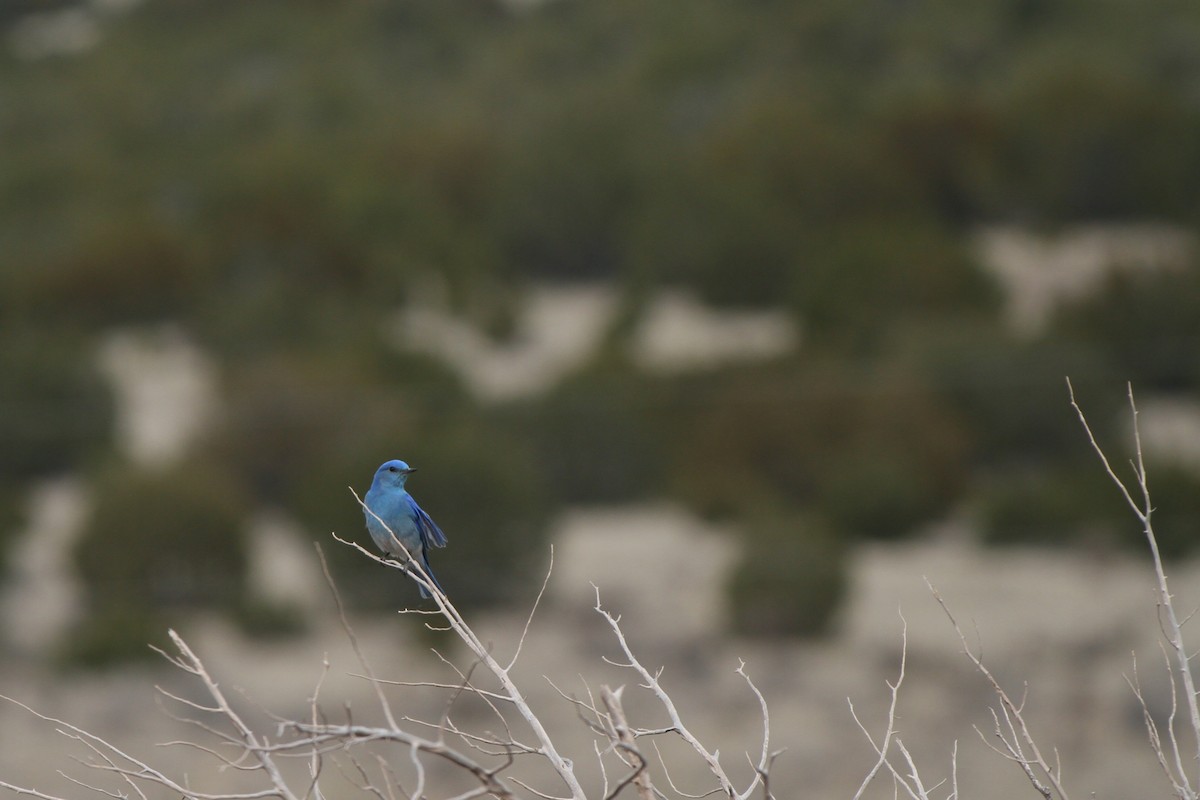 Mountain Bluebird - ML632576204