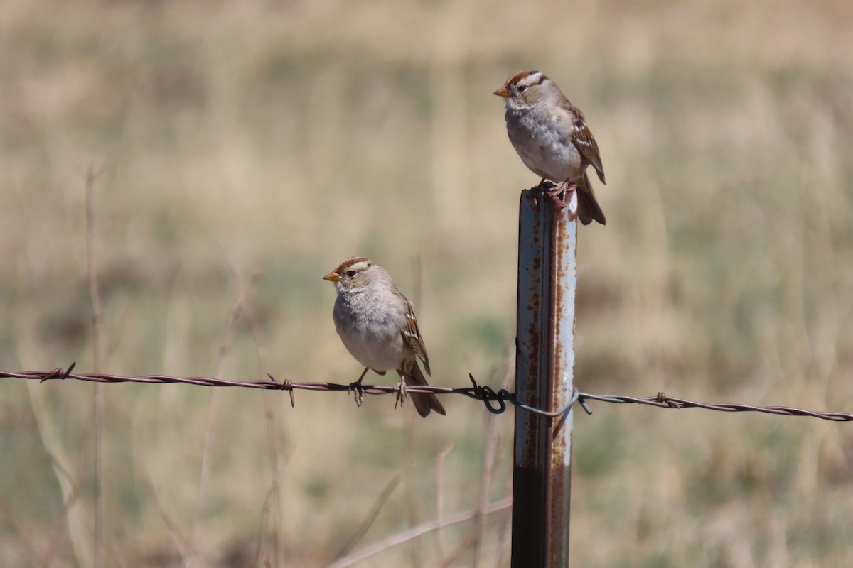 White-crowned Sparrow - ML632576223