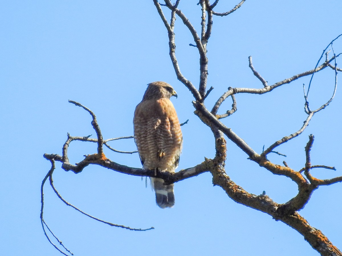 Red-shouldered Hawk - ML632576397