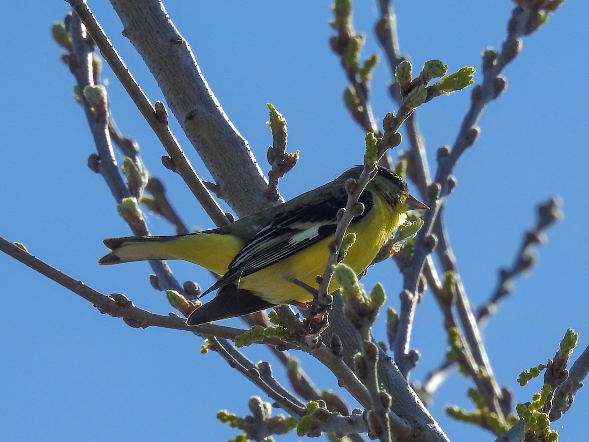 Lesser Goldfinch - ML632576430