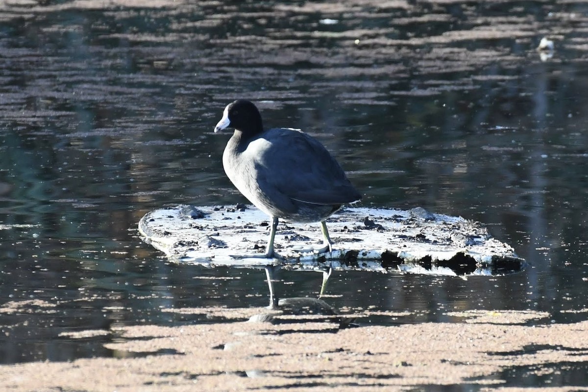 American Coot - ML632576490