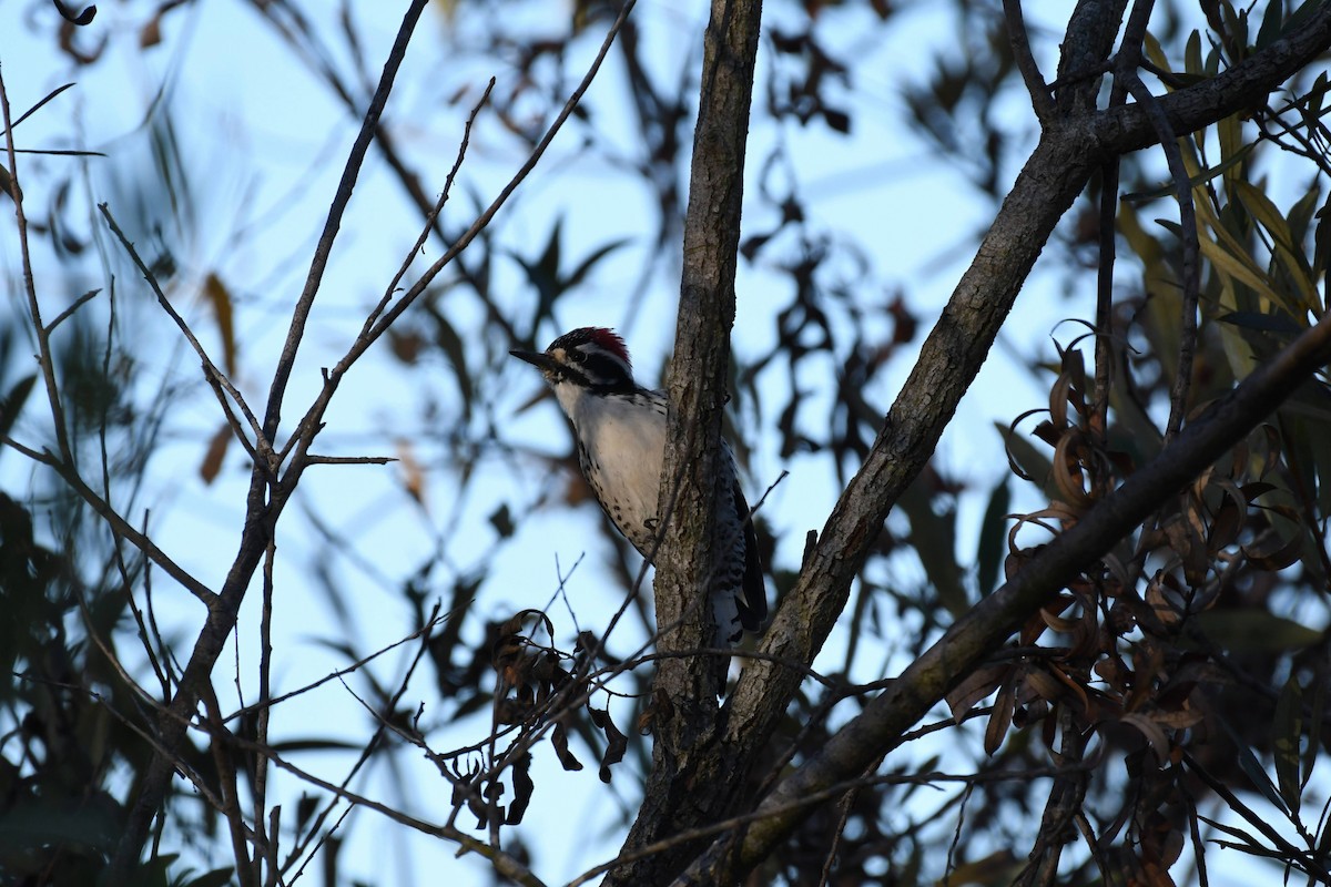 Nuttall's Woodpecker - ML632576512