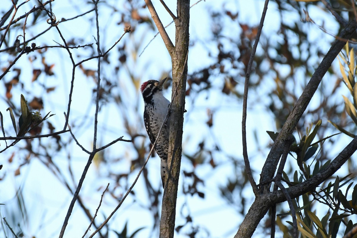 Nuttall's Woodpecker - ML632576513